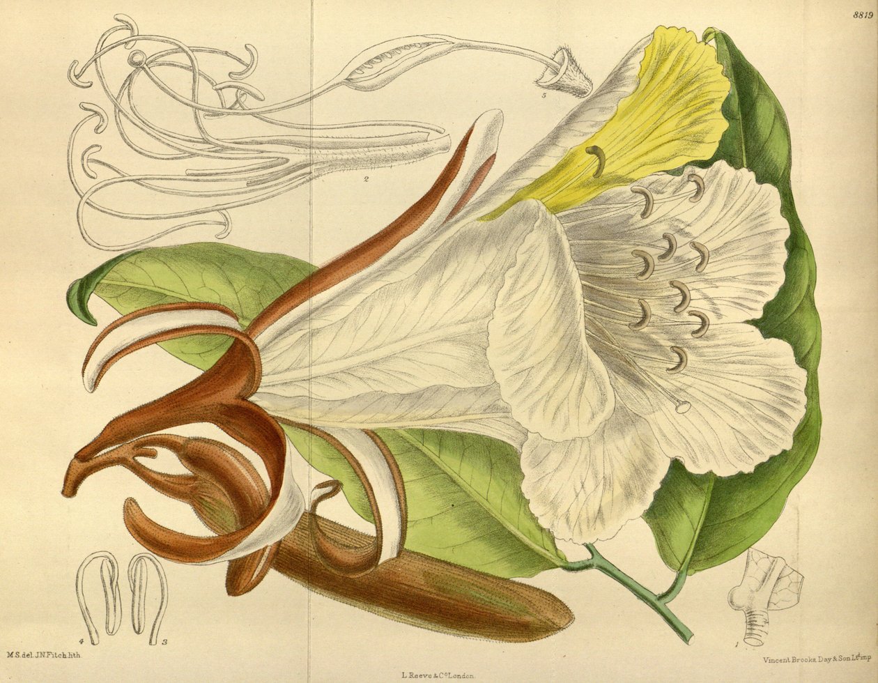 Baikiaea, principalmente Fabaceae Caesalpinioideae de J. N. Fitch