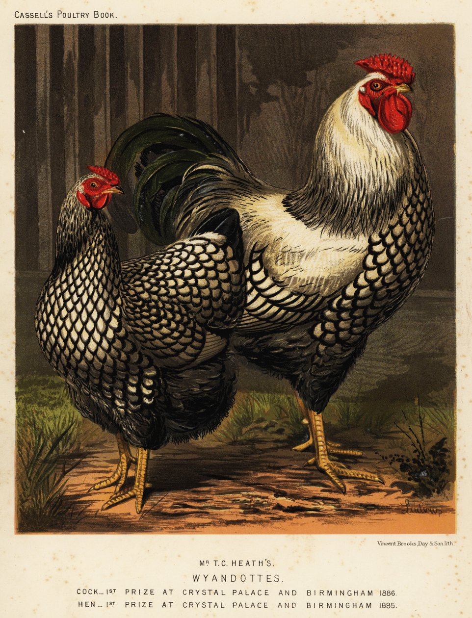 Galinhas americanas Wyandotte de J. W. (after) Ludlow