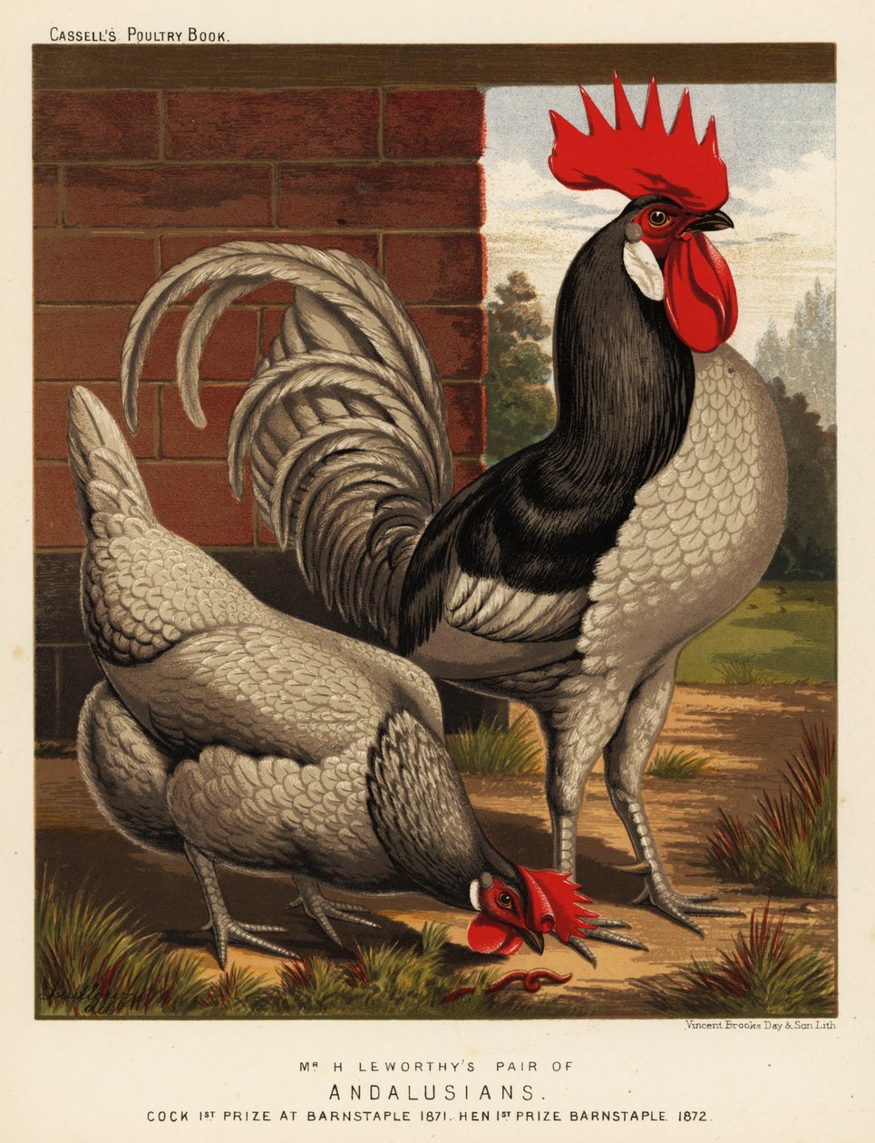 galinhas andaluzas de J. W. (after) Ludlow
