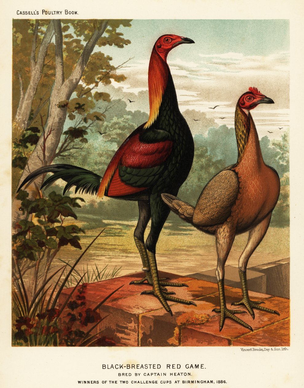 Aves de caça vermelhas de peito preto de J. W. (after) Ludlow