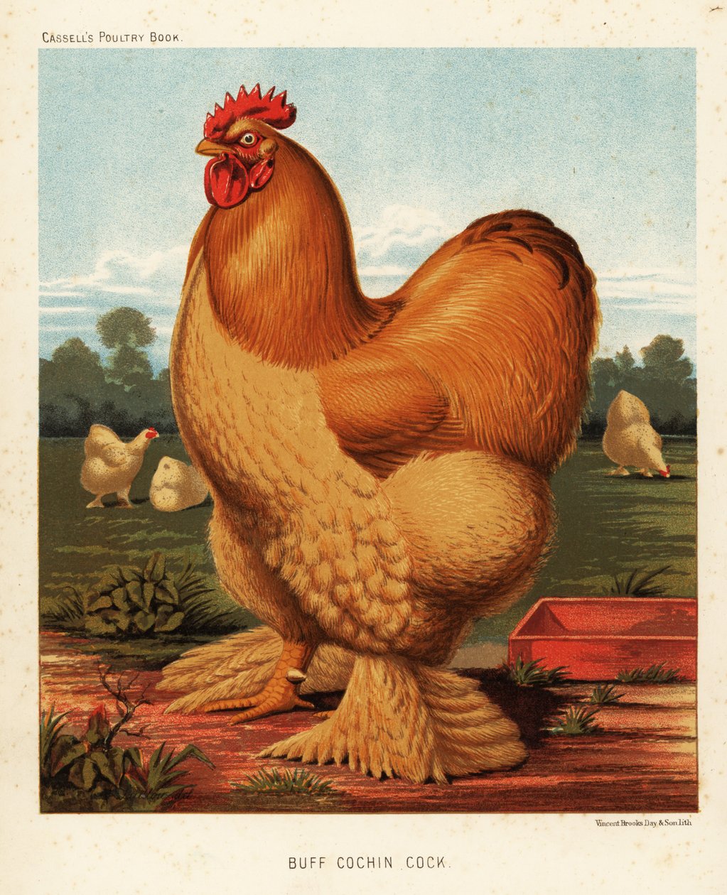 galo de cochin de J. W. (after) Ludlow