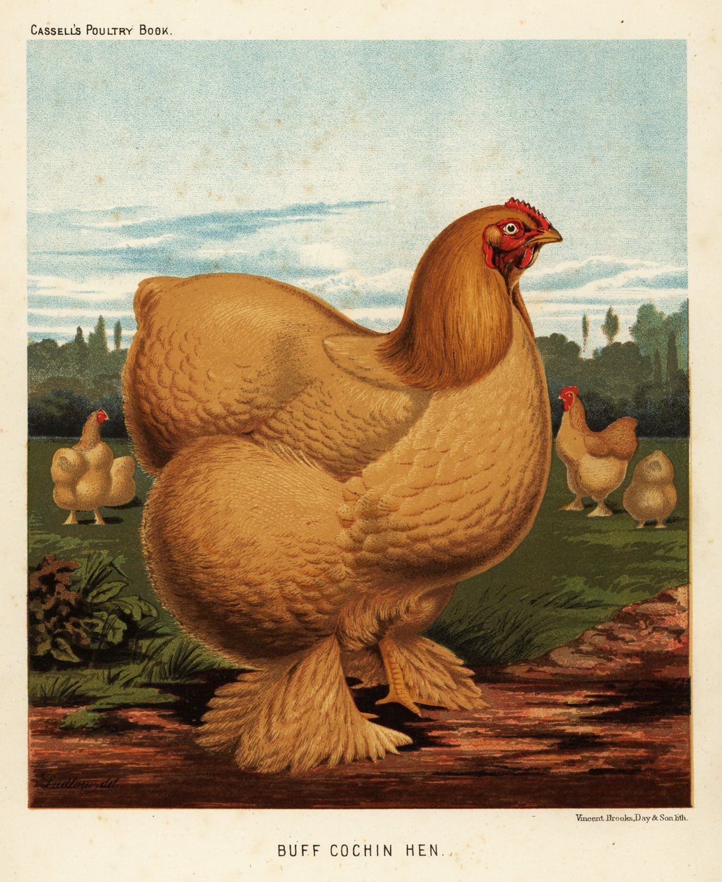 Galinha de cochinilha de J. W. (after) Ludlow