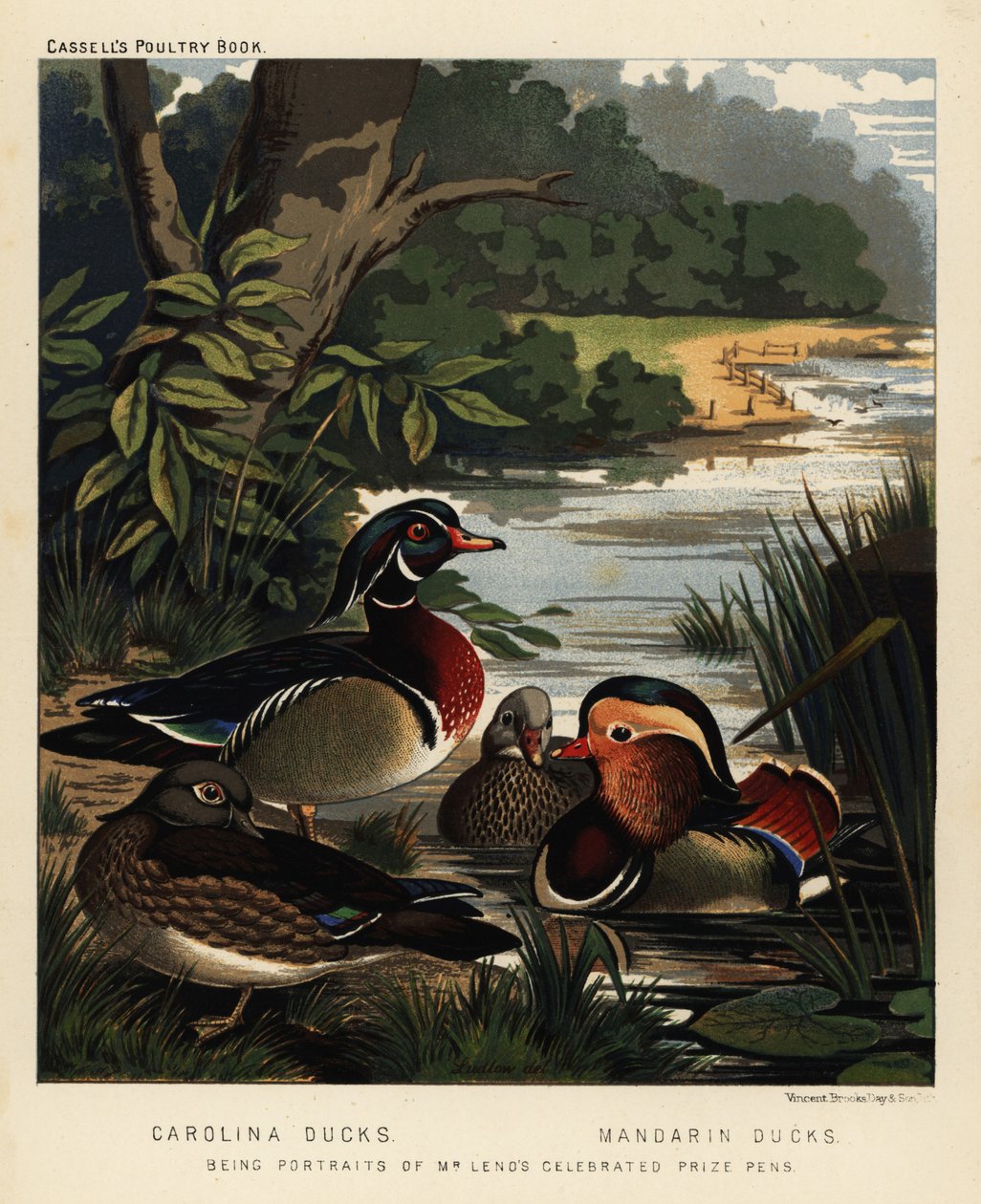 Patos Carolina, Aix sponsa, e patos Mandarim, Aix galericulate de J. W. (after) Ludlow