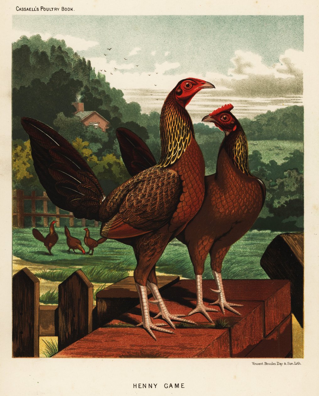 Aves de caça Henny ou hennie de J. W. (after) Ludlow