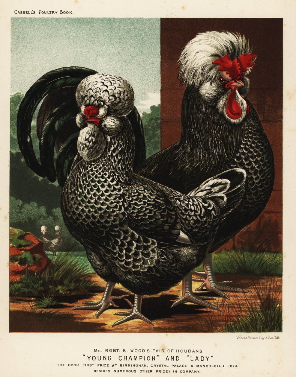 Galo e galinha de Houdan ou Poule de Houdan de J. W. (after) Ludlow