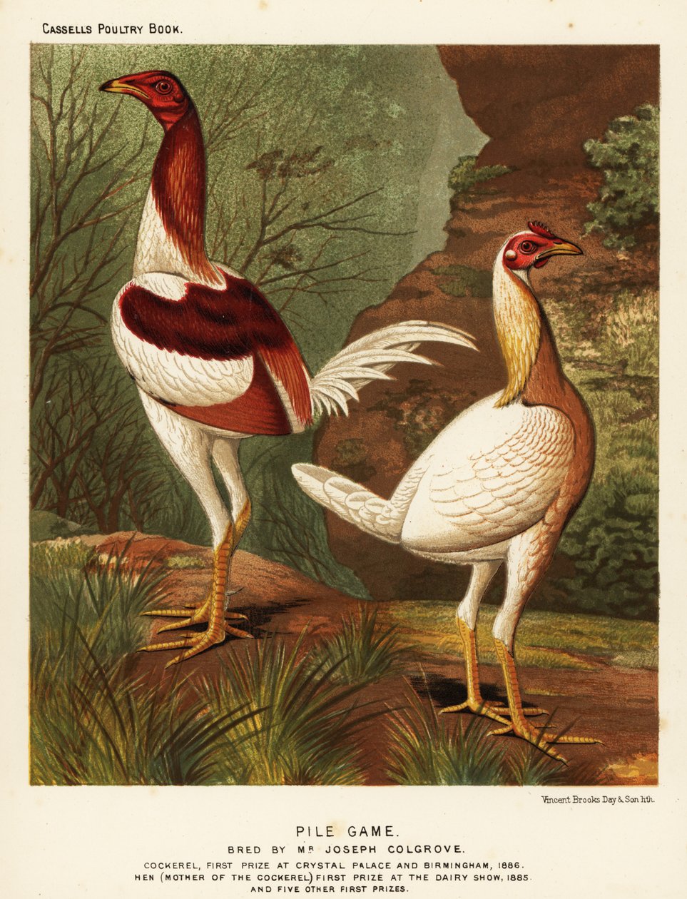 Caça à pilha, galo e galinha de J. W. (after) Ludlow