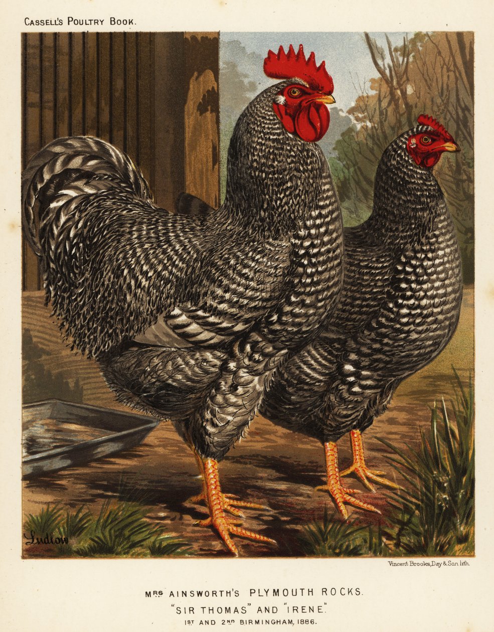 Galinhas de Plymouth Rock de J. W. (after) Ludlow