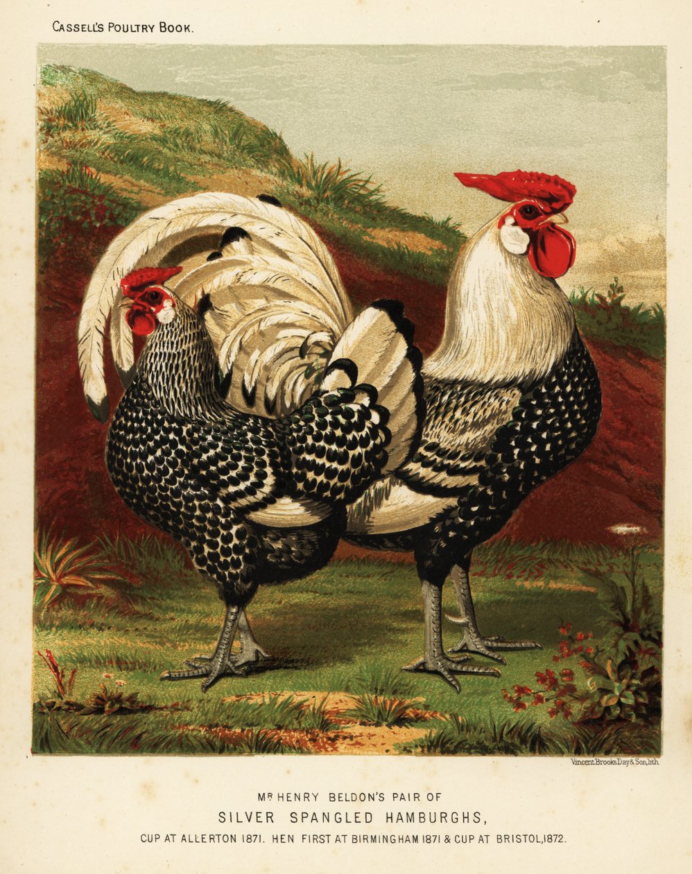 Galo e galinha de Hamburgh espancado com prata de J. W. (after) Ludlow
