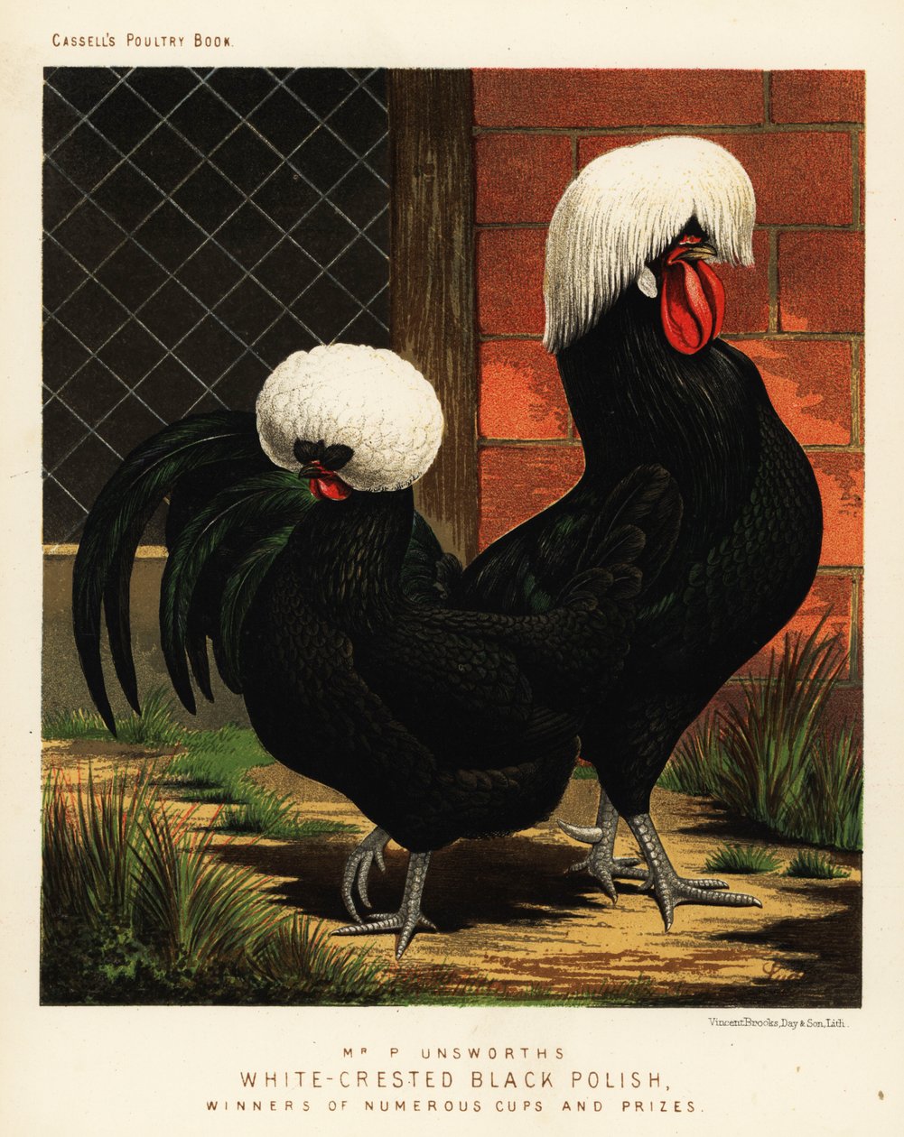Galinhas polonesas pretas de crista branca de J. W. (after) Ludlow