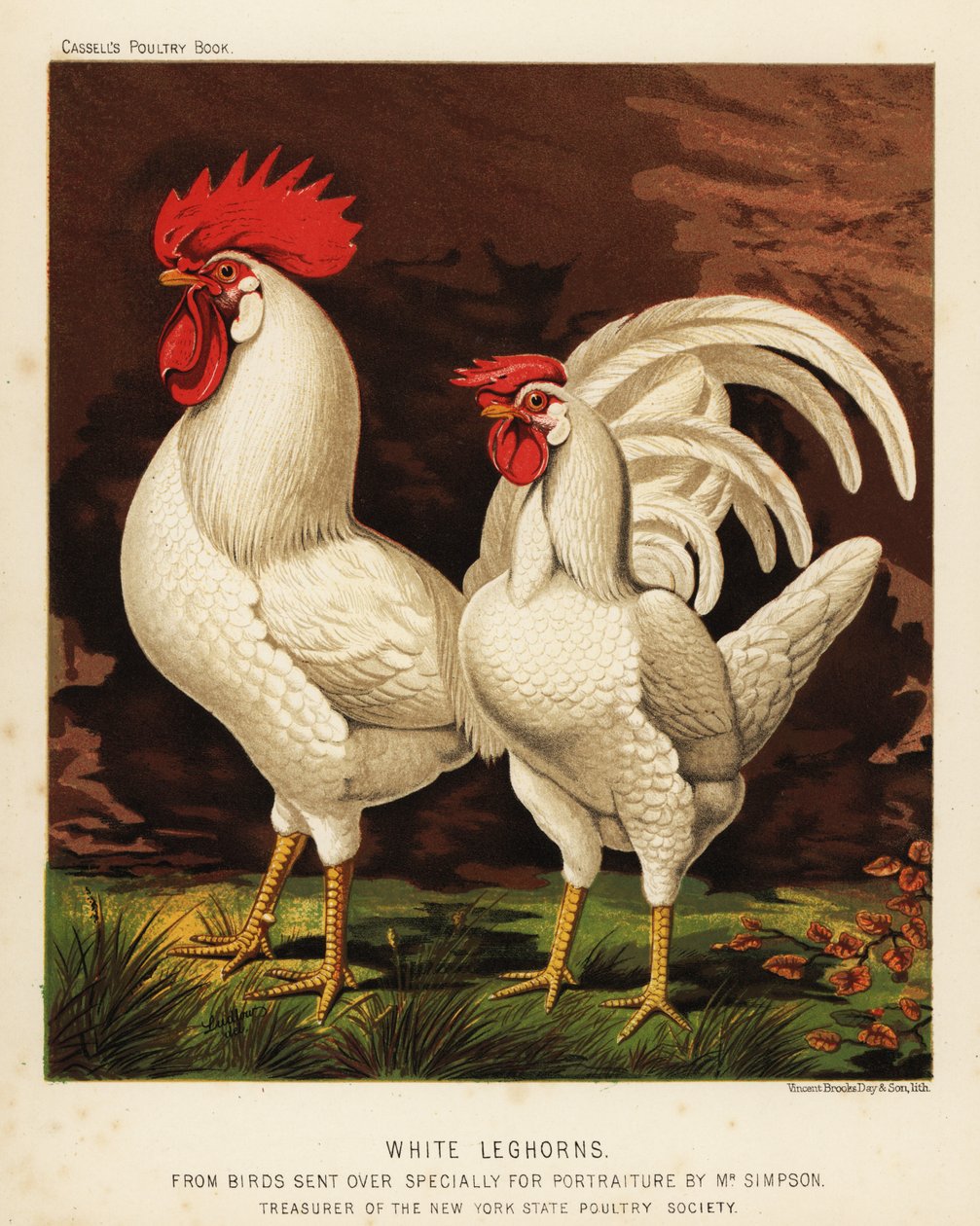 Perna branca ou galo e galinha de Livorno de J. W. (after) Ludlow