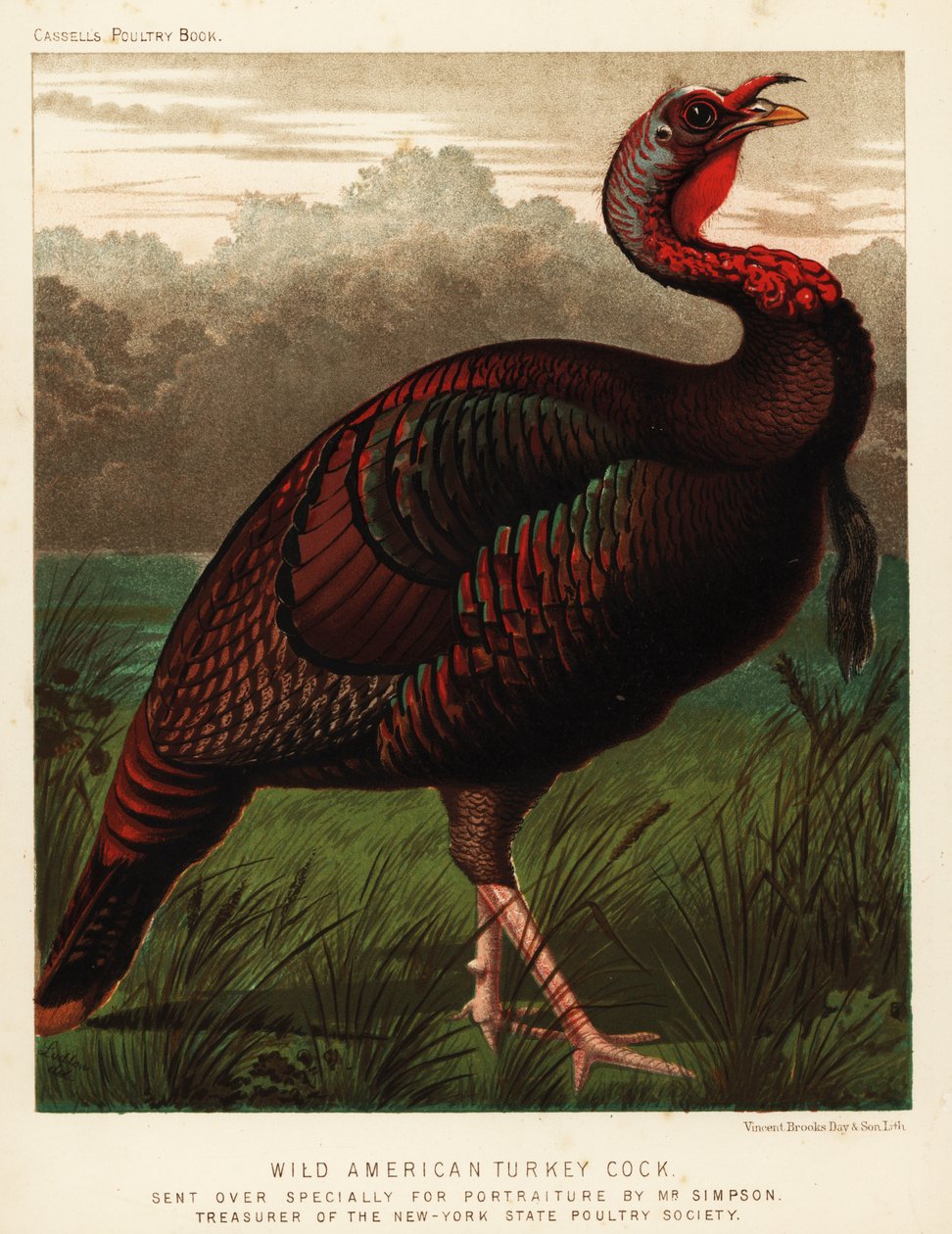 Galo de peru americano selvagem, gallopavo de Meleagris de J. W. (after) Ludlow