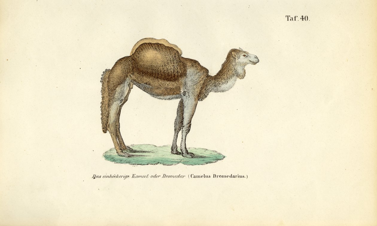 Camelo árabe ou dromedário de J. W. Tenhaeff