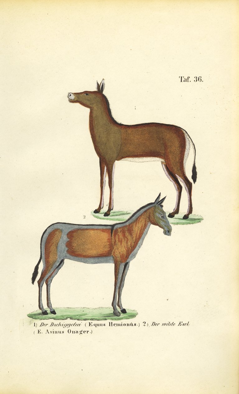 Cavalos selvagens asiáticos: Dziggetai e Onager de J. W. Tenhaeff