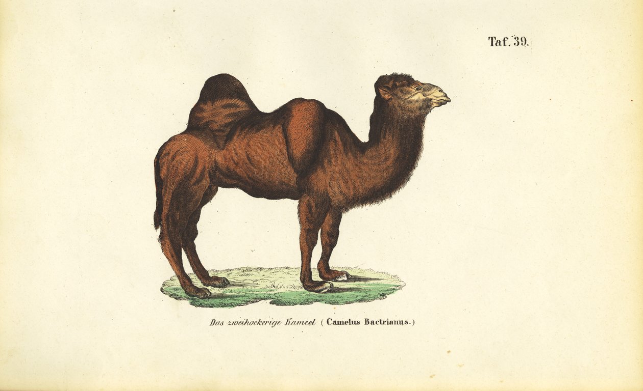 Camelo bactriano de J. W. Tenhaeff