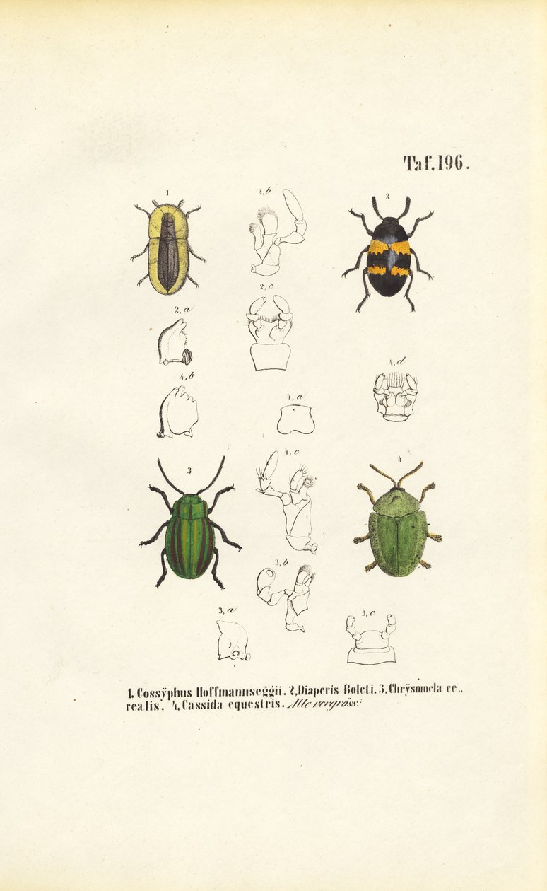 Espécies de escaravelhos com vistas de pormenor morfológico de J. W. Tenhaeff