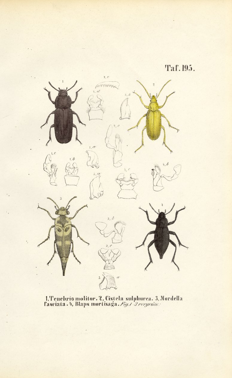 Escaravelhos da família dos escaravelhos de J. W. Tenhaeff