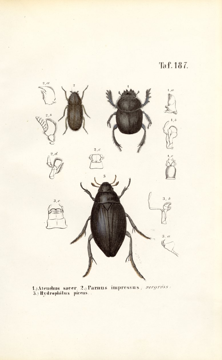 Escaravelhos das famílias Scarabaeidae e Hydrophilidae com pormenores anatómicos de J. W. Tenhaeff
