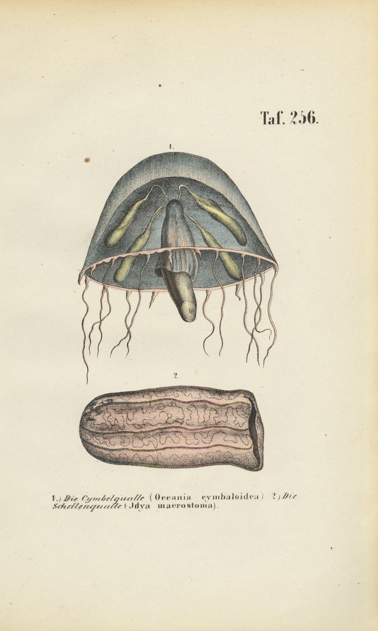 Medusa em forma de sino e medusa em forma de barril de J. W. Tenhaeff
