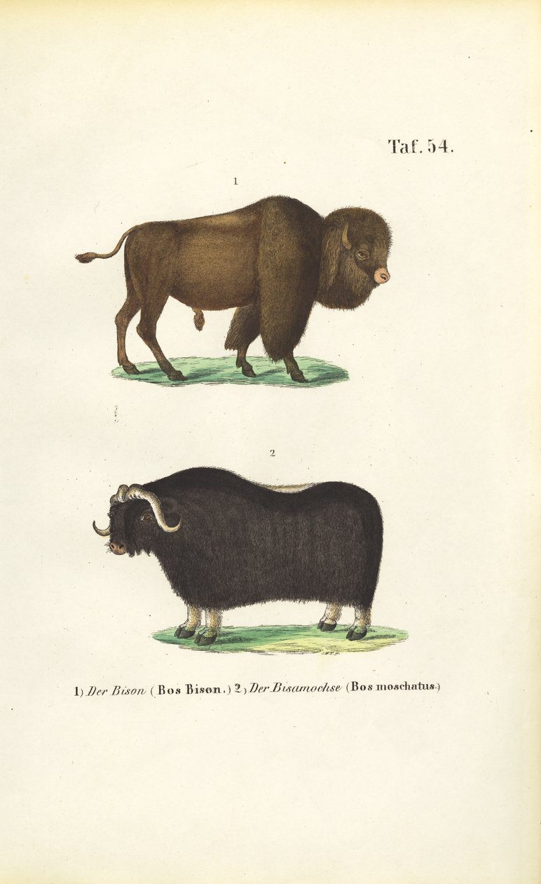 Bisontes e almiscarados de J. W. Tenhaeff