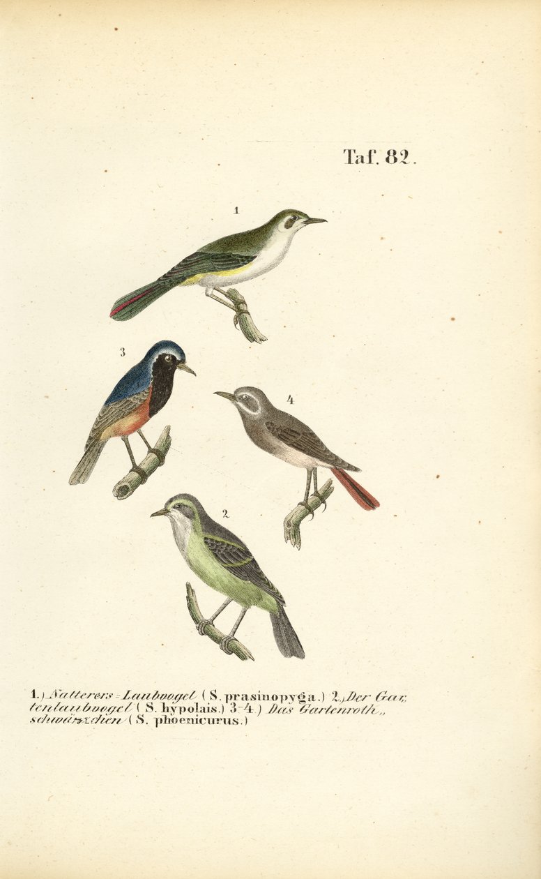 Toutinegra de Bonelli e Peido-vermelho-comum de J. W. Tenhaeff