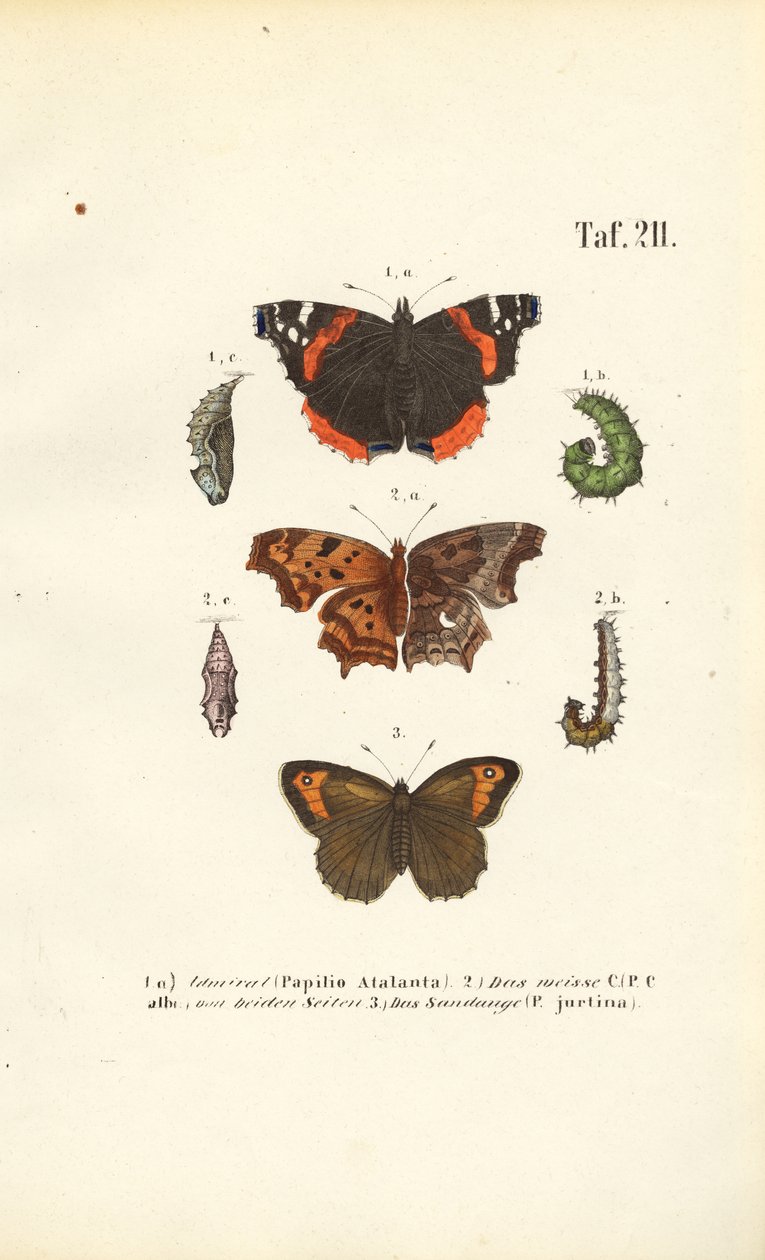 As borboletas e as suas fases de desenvolvimento de J. W. Tenhaeff