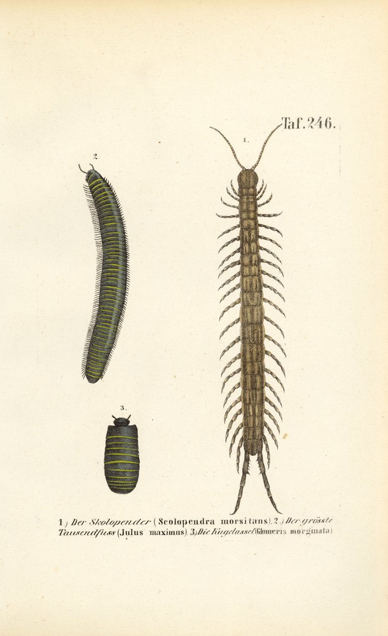  de J. W. Tenhaeff