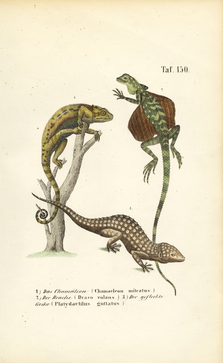 Camaleão, dragão voador e lagartixa de Tokay de J. W. Tenhaeff