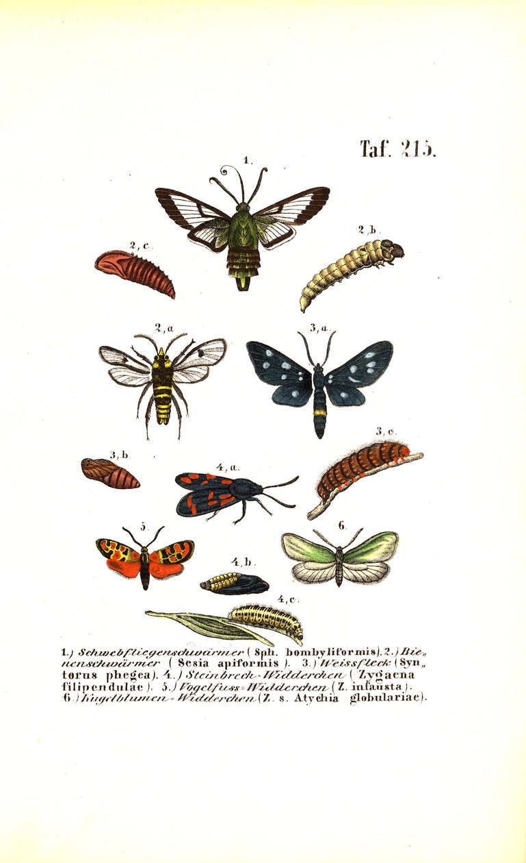 Traças de asa clara e outras espécies de traças com as suas fases de desenvolvimento de J. W. Tenhaeff