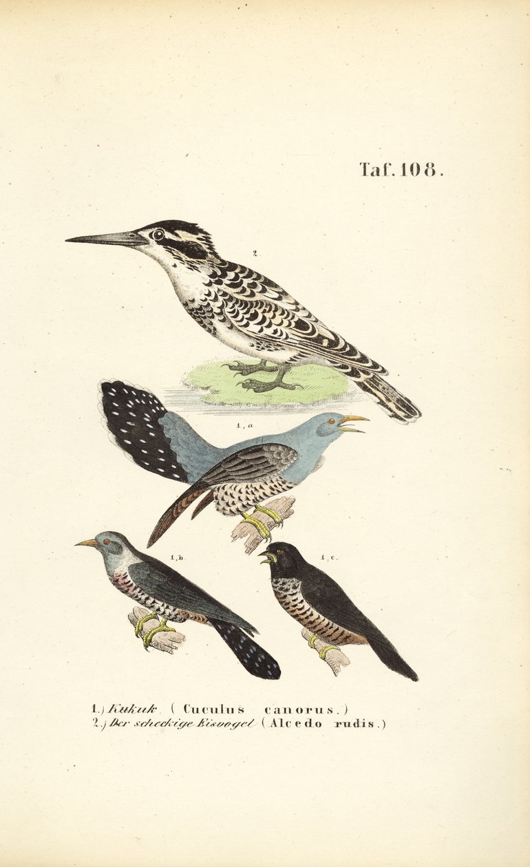 Cuco comum e guarda-rios de J. W. Tenhaeff