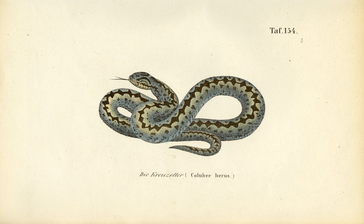 Somador europeu comum de J. W. Tenhaeff