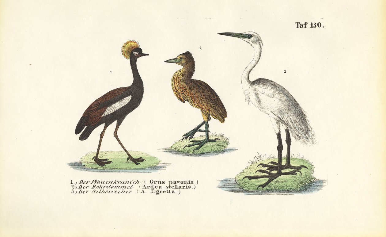 Grous e garças de J. W. Tenhaeff