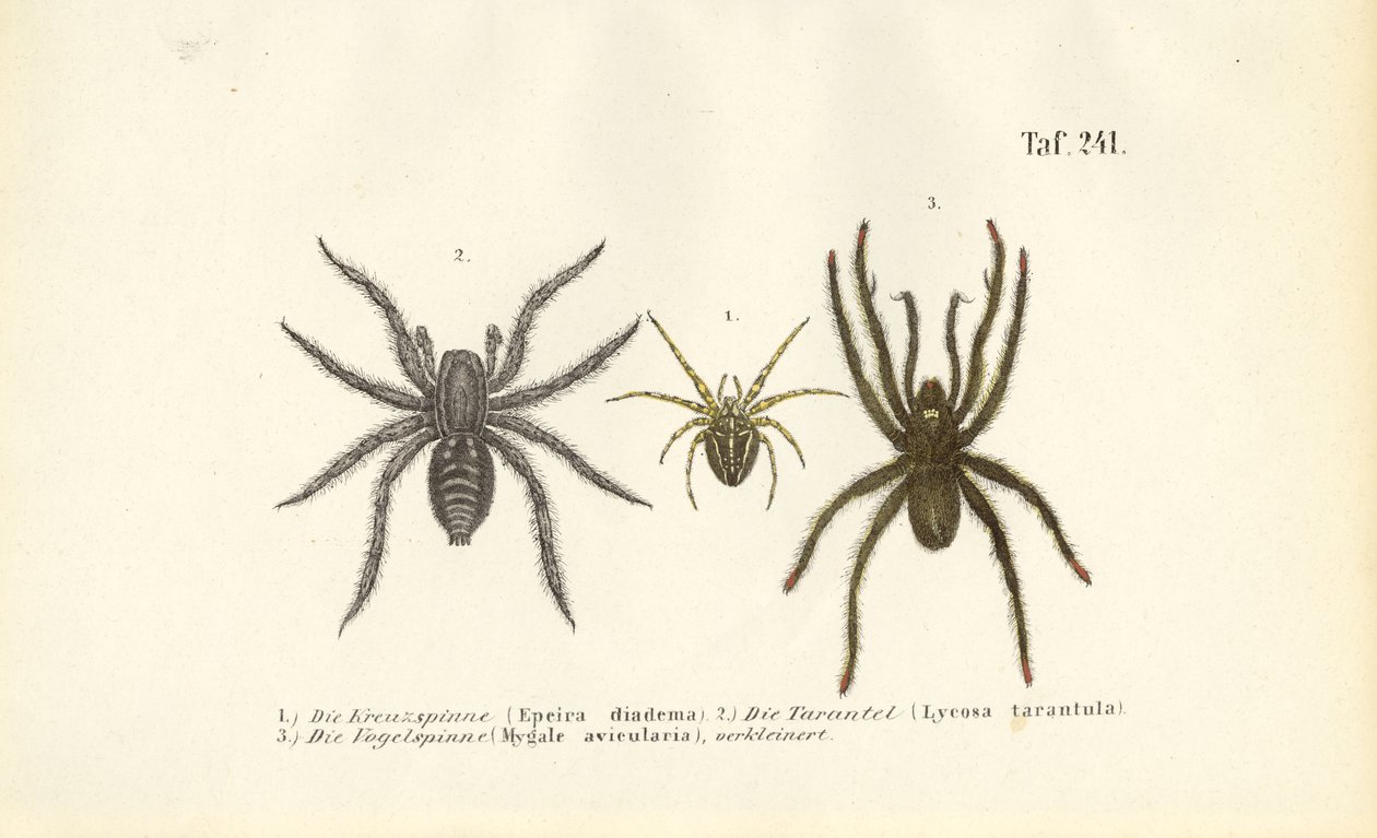 Espécies de aranhas perigosas de J. W. Tenhaeff