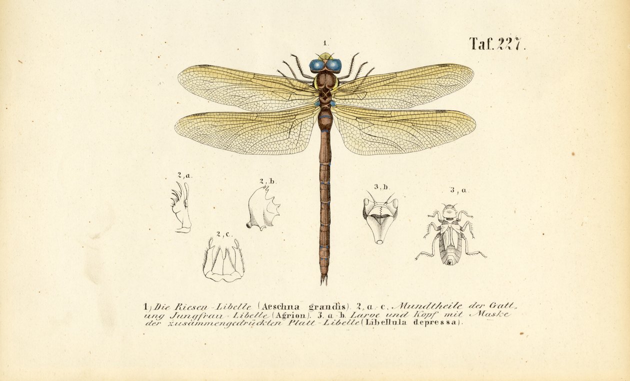 Libélulas com as suas peças bucais e larvas de J. W. Tenhaeff