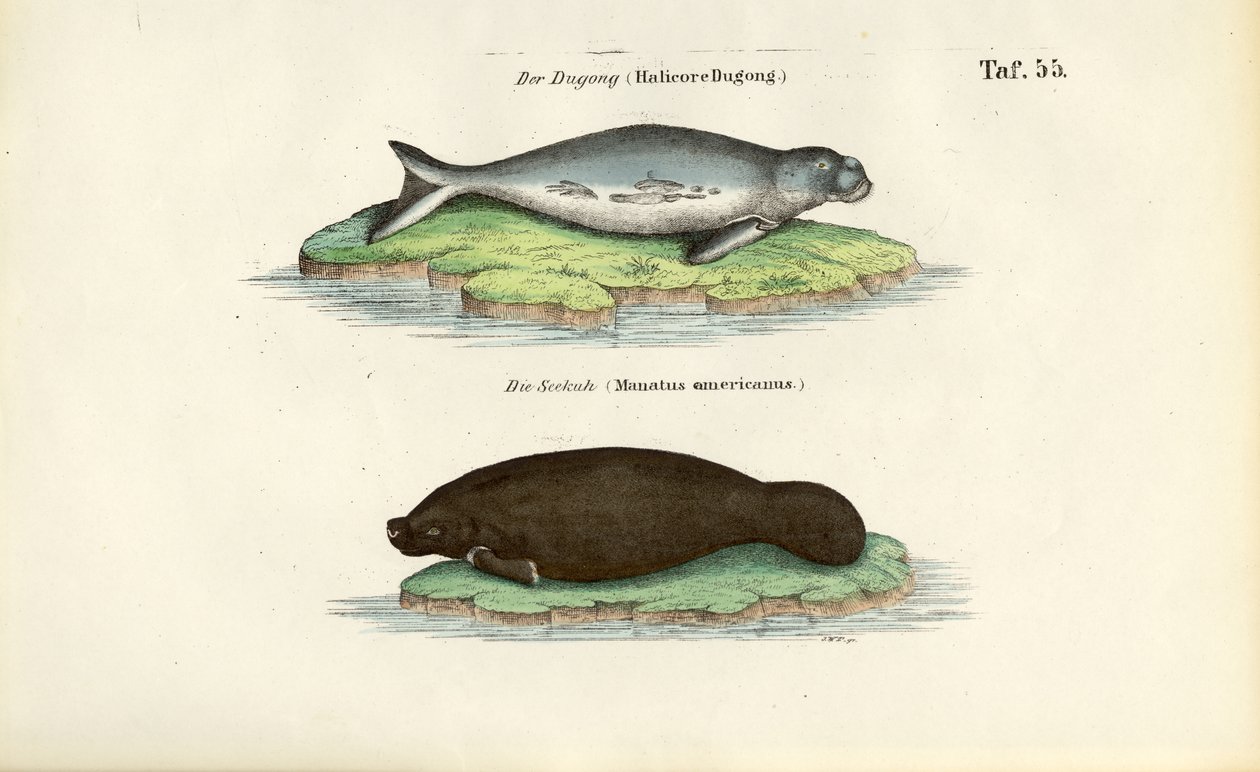 Dugongo e manatim de J. W. Tenhaeff