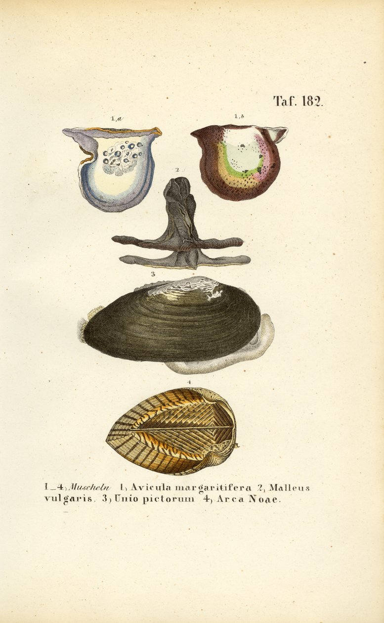 Espécies de mexilhões economicamente importantes de J. W. Tenhaeff