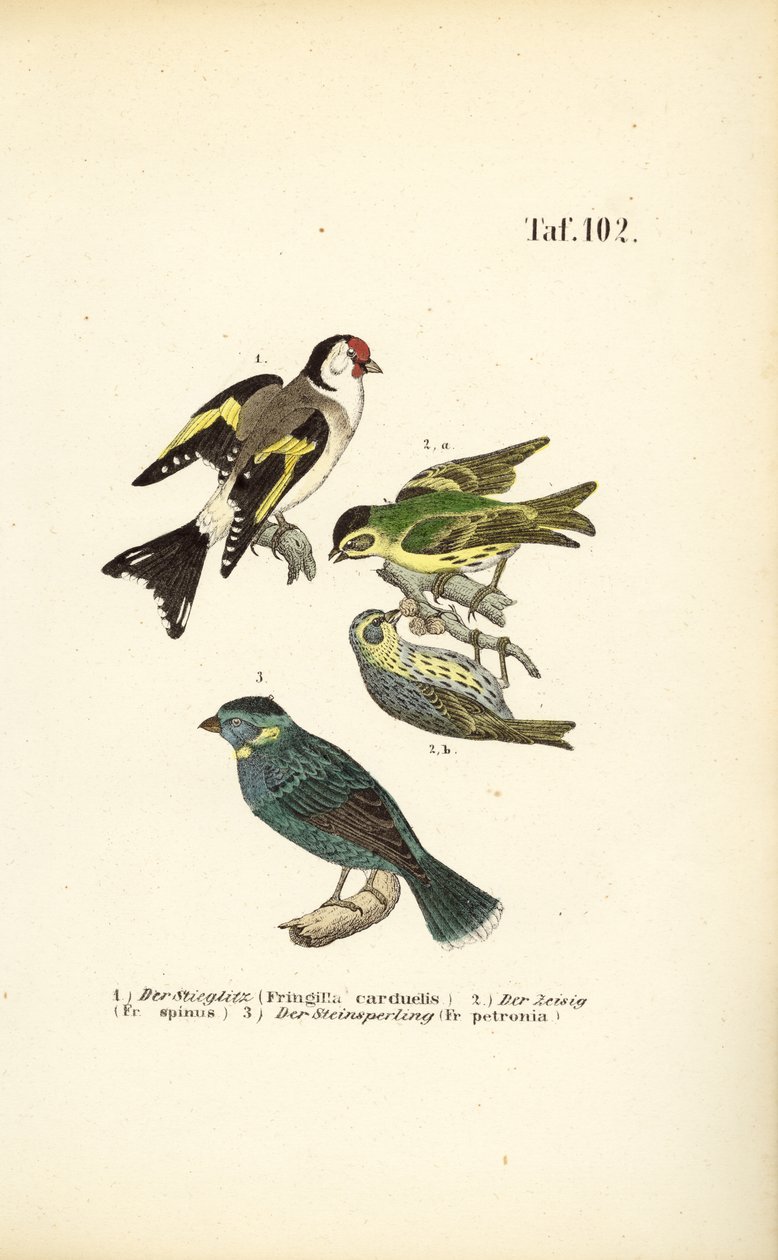 Pintassilgo europeu, Siskin da Eurásia e Pardal das rochas de J. W. Tenhaeff