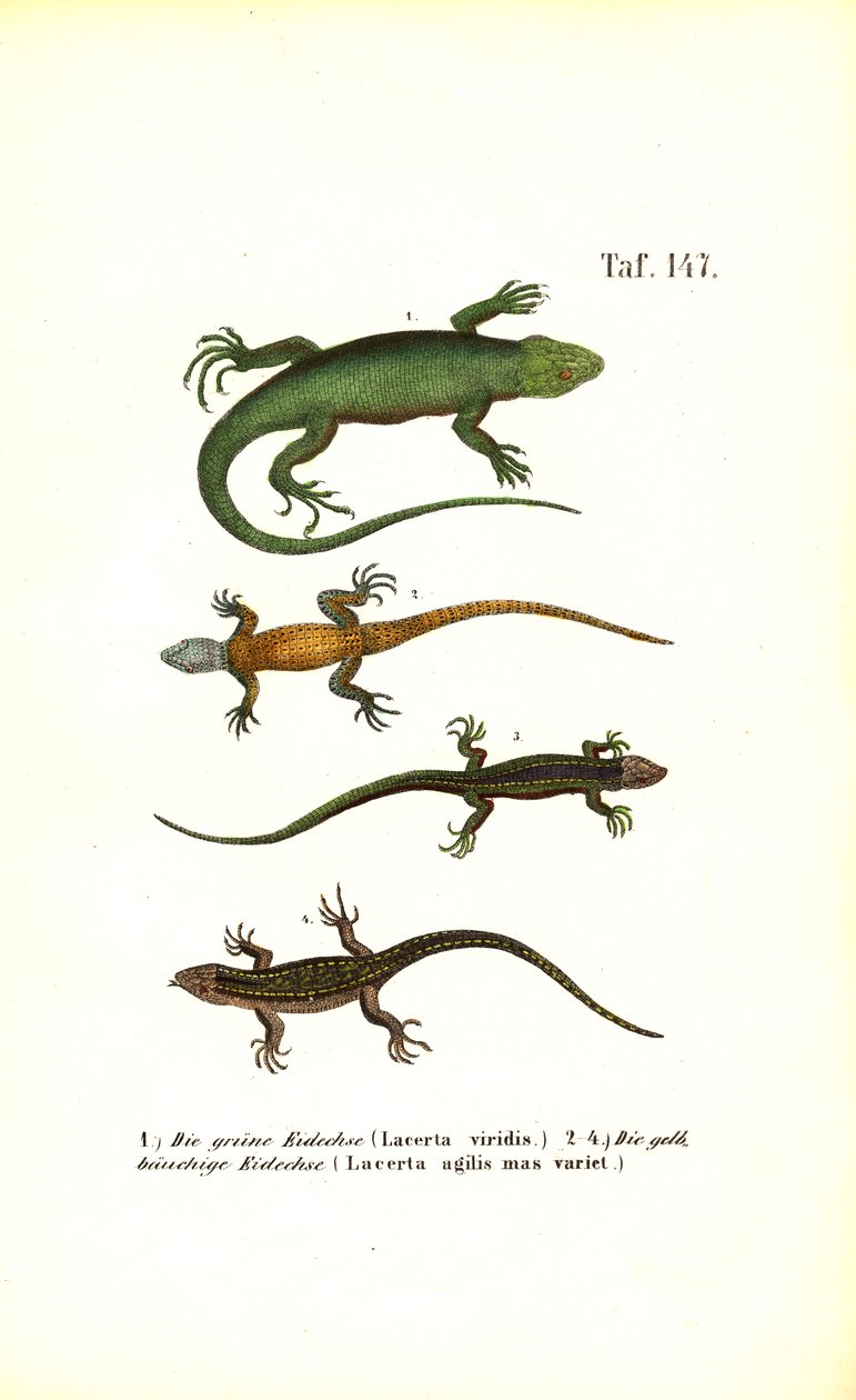 Espécies de lagartos europeus de J. W. Tenhaeff