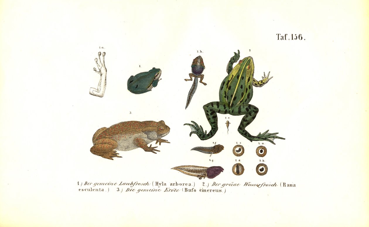 Rãs arbóreas europeias e sapo-comum de J. W. Tenhaeff