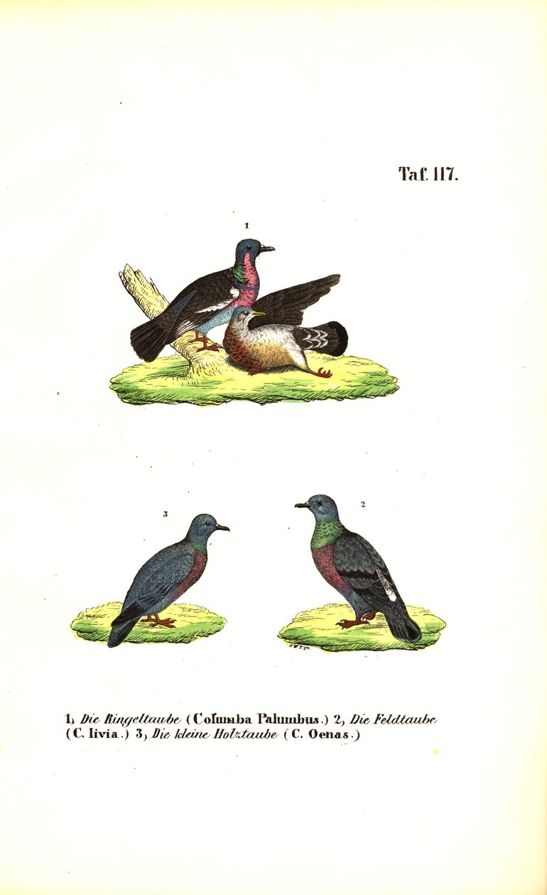 Pombos selvagens europeus de J. W. Tenhaeff