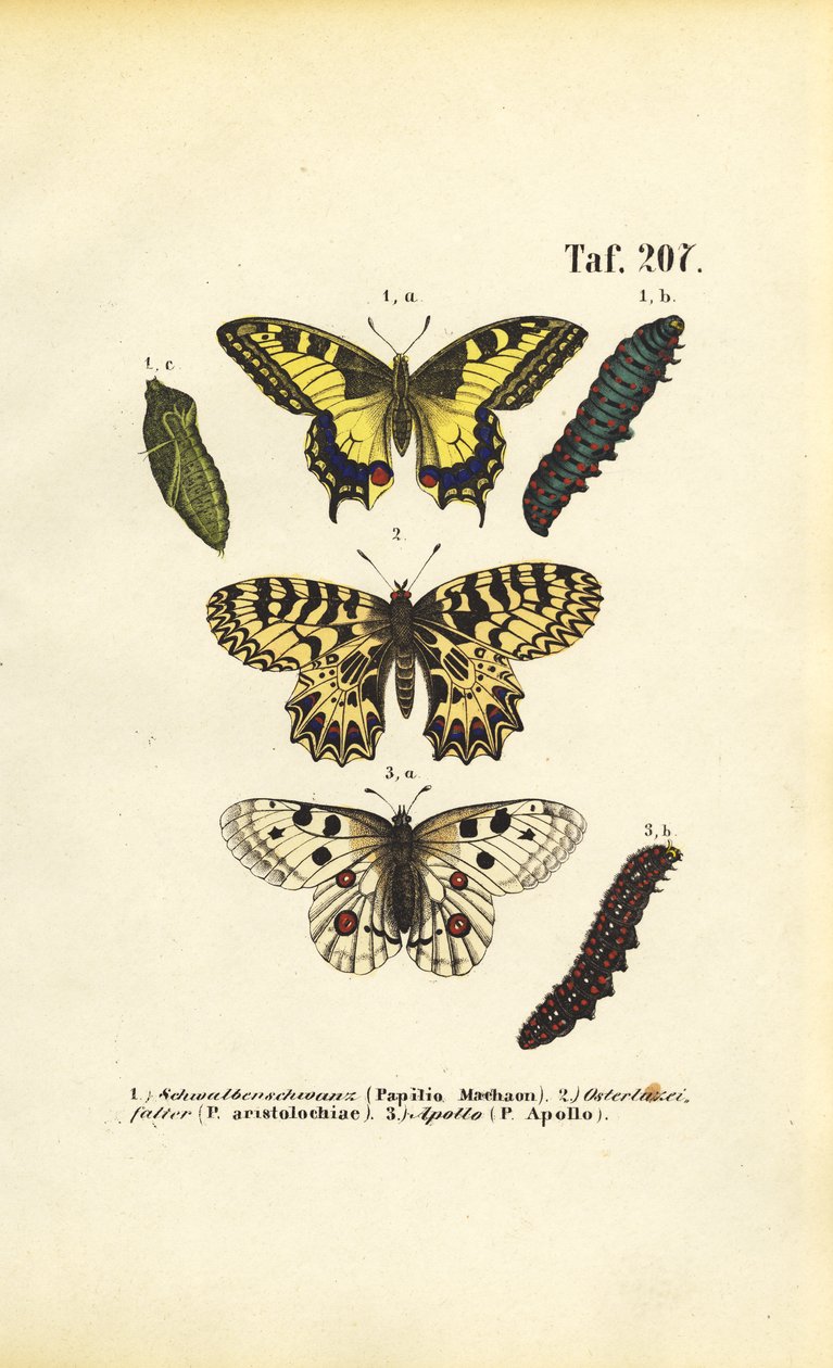 Borboletas europeias com lagartas e pupas de J. W. Tenhaeff