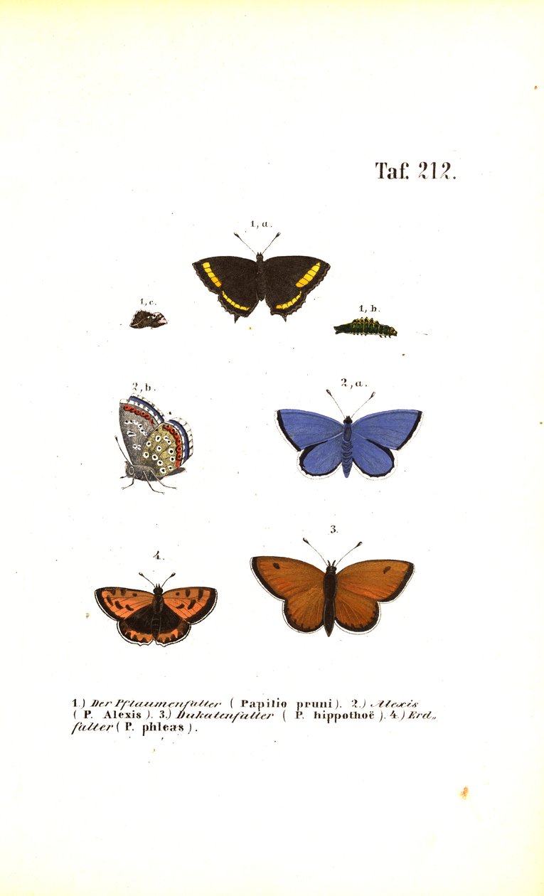 Espécies de borboletas europeias de J. W. Tenhaeff
