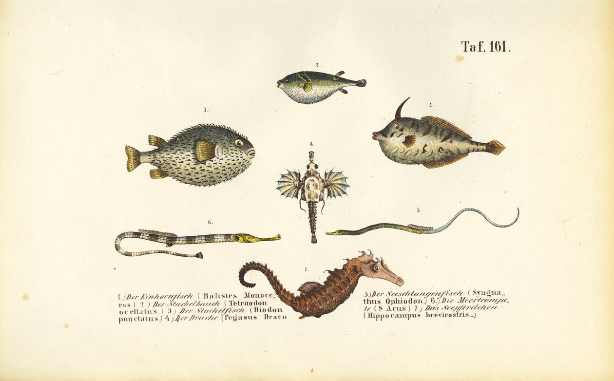 Peixes marinhos exóticos e o cavalo marinho de J. W. Tenhaeff
