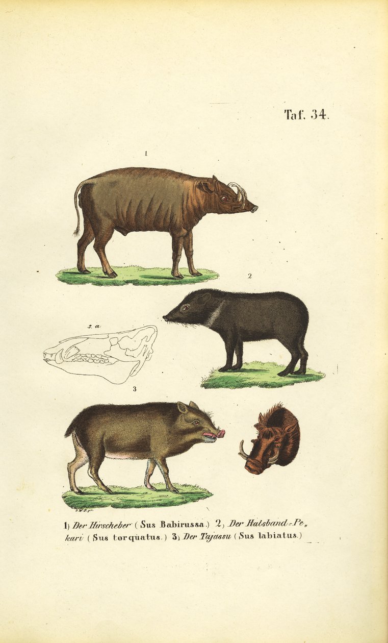  de J. W. Tenhaeff