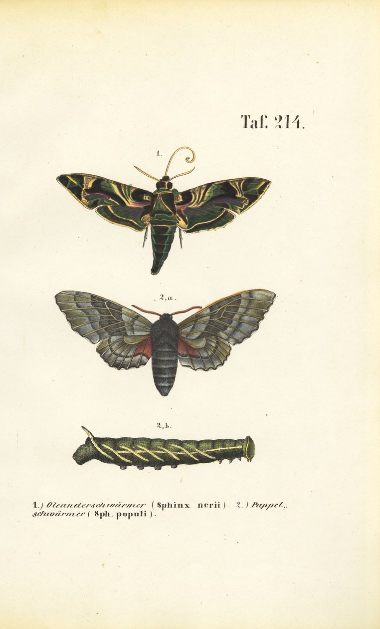Traças de gavião exóticas e nativas de J. W. Tenhaeff