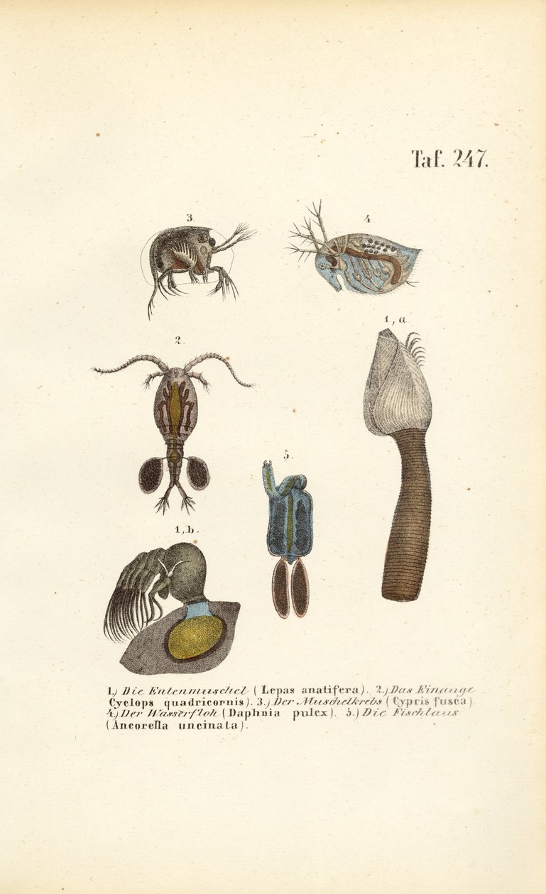 Crustáceos de água doce e microrganismos portadores de conchas de J. W. Tenhaeff