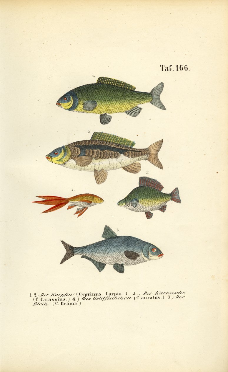 Peixes de água doce da família da carpa de J. W. Tenhaeff