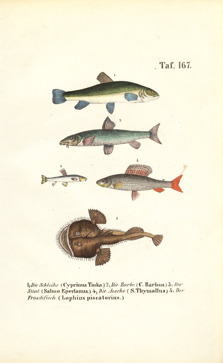 Peixes de água doce e peixes marinhos de J. W. Tenhaeff