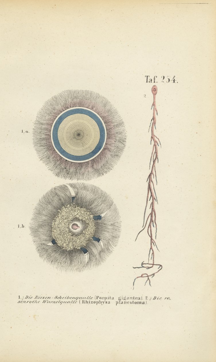 Medusa gigante de botão azul e raiz vermelha de J. W. Tenhaeff