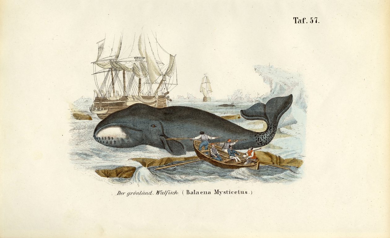Caça à baleia da Gronelândia de J. W. Tenhaeff
