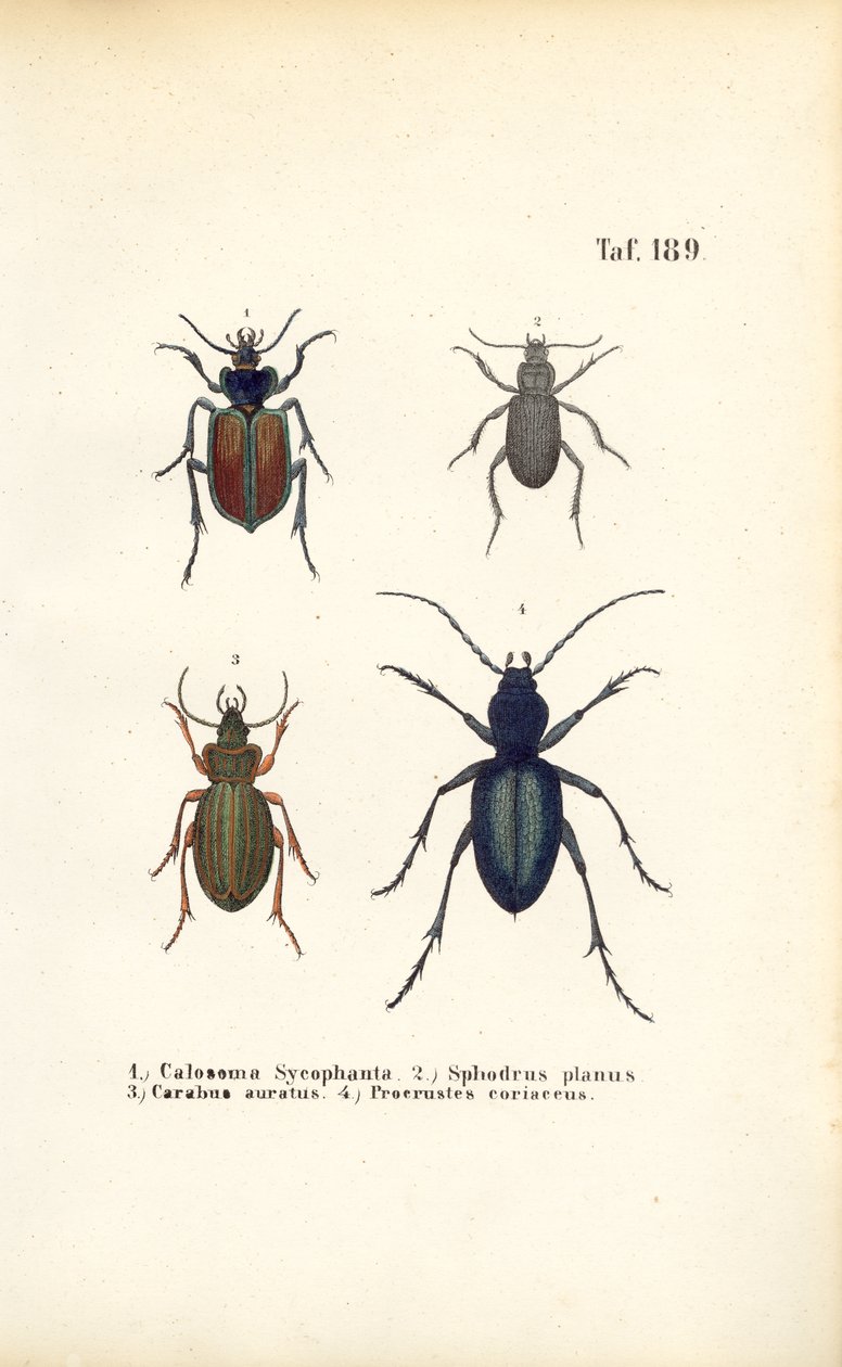 Escaravelhos terrestres das famílias Carabidae e Platyninae de J. W. Tenhaeff